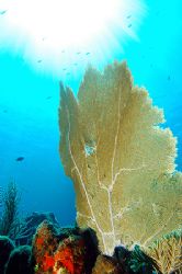 Roatan, Honduras. by Shawn Jackson 